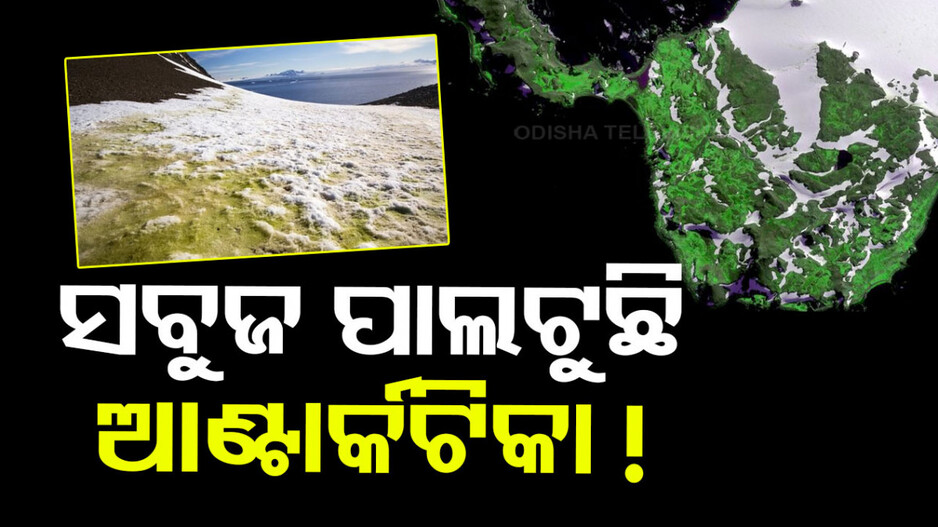 ଜଳବାୟୁ ପରିବର୍ତ୍ତନର ଭୟାବହ ପରିଣତି, ଧଳାରୁ ସବୁଜ ପାଲଟୁଛି ଆଣ୍ଟାର୍କଟିକା !