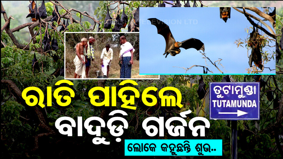 ଏଇ ଗାଁରେ ହଜାର ହଜାର ବାଦୁଡ଼ି.. ଲୋକେ କହୁଛନ୍ତି ଶୁଭ