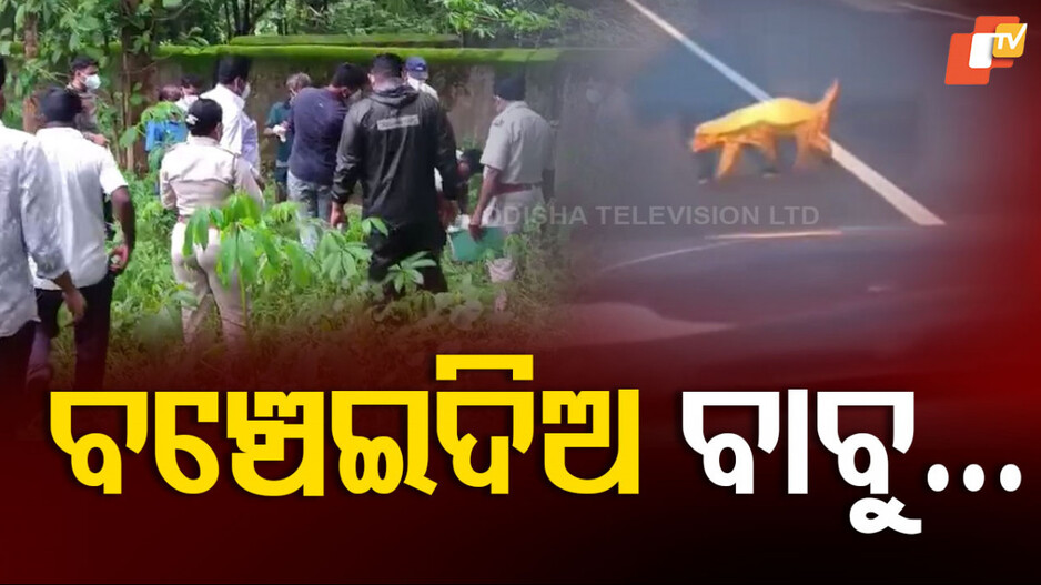 Language Of Bear: ବୁଝିପାରିଲେନି ଅସହାୟ ଜୀବଟିର ଅକୁହା ଭାଷା, ଚାଲିଗଲା ଜୀବନ