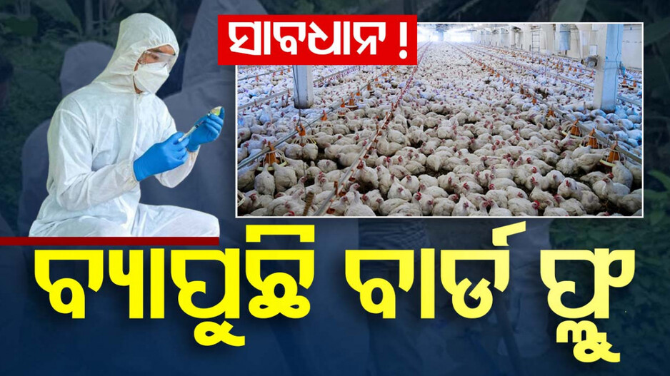 ଆରମ୍ଭ ହେଲା କୁକୁଡ଼ା ମରା ଅଭିଯାନ, ୫ ହଜାର କୁକୁଡ଼ା ମାରିଲେଣି ଟିମ୍