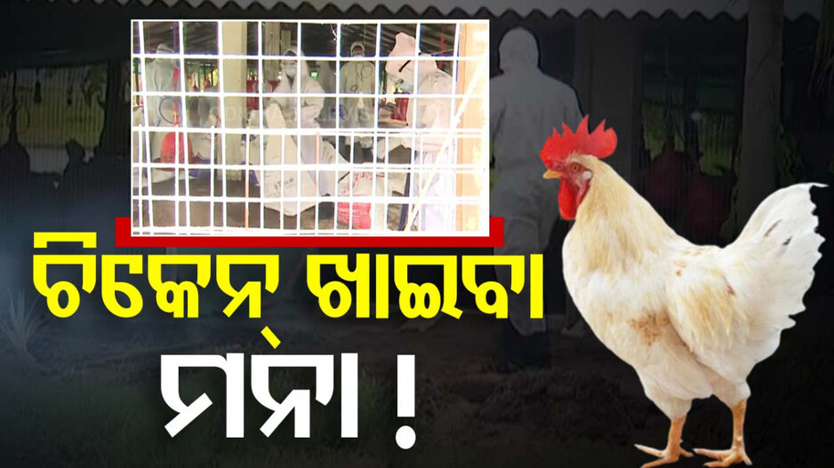 ବାର୍ଡ ଫ୍ଲୁ ସଂକ୍ରମିତ ଅଞ୍ଚଳରେ ଚିକେନ୍ ଖାଇବା ମନା