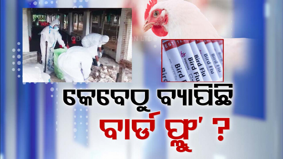 ପୁରୀ ଜିଲ୍ଲାରେ କୁକୁଡ଼ା ମଡ଼କ