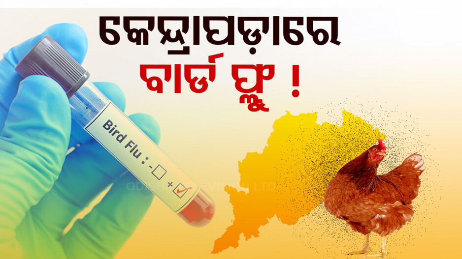କେନ୍ଦ୍ରାପଡ଼ାରେ ବାର୍ଡ ଫ୍ଲୁ ସନ୍ଦେହ, ରାସ୍ତା କଡ଼ରୁ ୪ ବସ୍ତା ମୃତ କୁକୁଡ଼ା ଠାବ