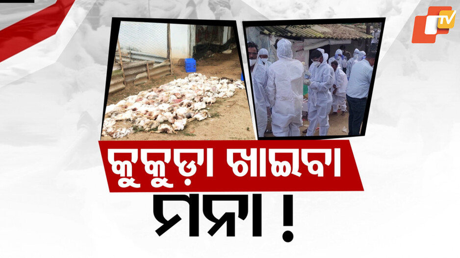 Bird Flu Outbreak in Delang: କୁକୁଡ଼ା ଚାଷୀଙ୍କ ବଢିଲା ଚିନ୍ତା, ଗ୍ରାଉଣ୍ଡକୁ ଯାଇ ସ୍ଥିତି ପରଖିଲେ ମନ୍ତ୍ରୀ