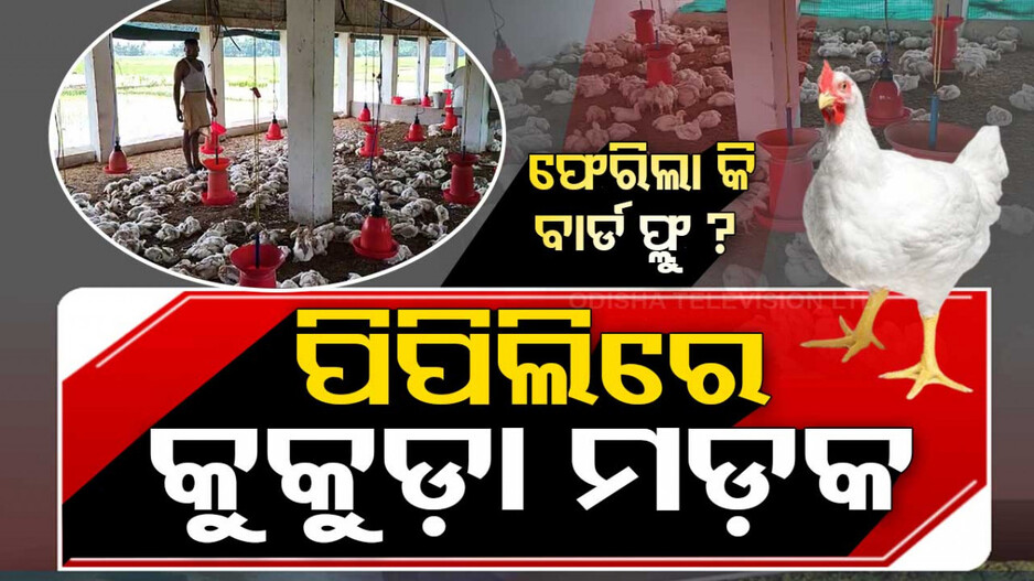 ଫେରିଲା କି ବାର୍ଡ ଫ୍ଲୁ ? ପିପିଲିରେ କୁକୁଡ଼ା ମଡ଼କ