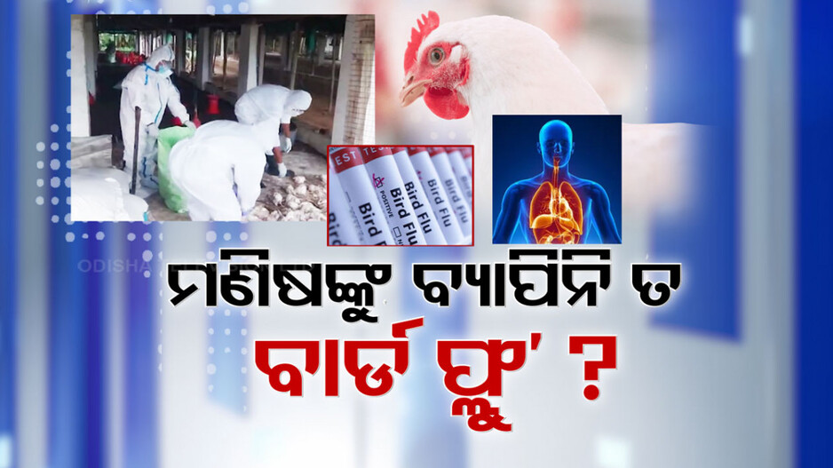 ପୁରୀ ଜିଲ୍ଲାରେ ମଣିଷଙ୍କୁ ବ୍ୟାପିଲାଣି କି ବାର୍ଡ ଫ୍ଲୁ ?