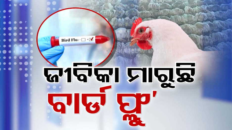 ବାର୍ଡ ଫ୍ଲୁ ଚିହ୍ନଟ ପରେ ଚାଲିଛି କୁକୁଡା କଲିଂ, ଆଖି ଆଗରେ କୁକୁଡ଼ା ମରା ଦେଖି ହତାଶ ଚାଷୀ