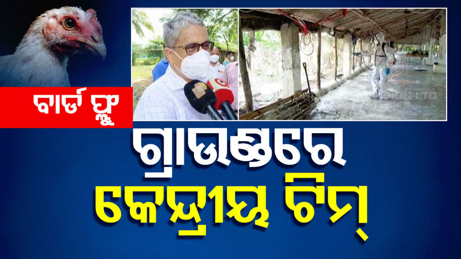 ବାର୍ଡ ଫ୍ଲୁ ସଂକ୍ରମଣ ରୋକିବାକୁ ଉଦ୍ୟମ, ନିମାପଡ଼ାରେ ୩ ଜଣିଆ କେନ୍ଦ୍ରୀୟ ବିଶେଷଜ୍ଞ ଦଳ