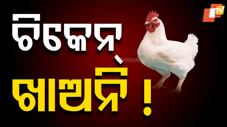 ବଢ଼ିଲାଣି ବାର୍ଡ ଫ୍ଲୁ ଭୟ, ଏକାଥରେ ମଲେଣି ୩ହଜାର କୁକୁଡ଼ା