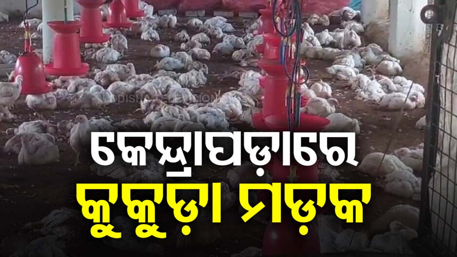 କେନ୍ଦ୍ରାପଡ଼ାରେ କୁକୁଡ଼ା ମଡ଼କ, ଫାର୍ମରେ ପଡ଼ି ରହିଛନ୍ତି ଶହ ଶହ ମଲା କୁକୁଡ଼ା