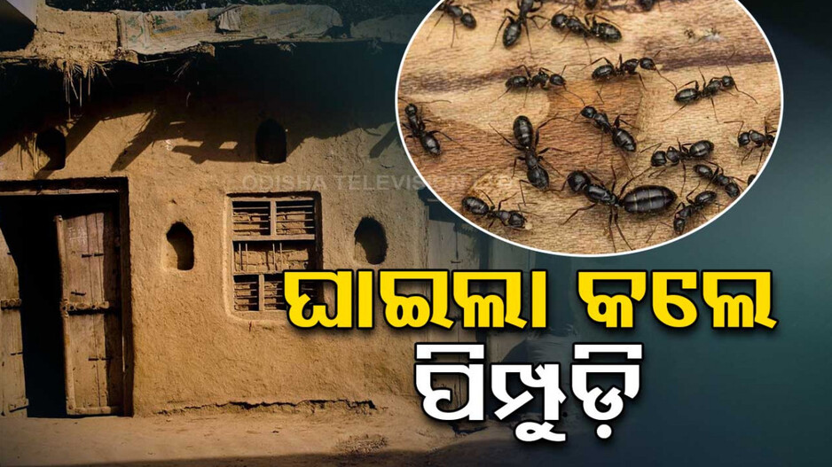 ଅସହ୍ୟ ହେଲା ପିମ୍ପୁଡ଼ିମାନଙ୍କ ଉତ୍ପାତ, ଘର ଛାଡ଼ିବାକୁ ବାଧ୍ୟ ହେଲେ ପରିବାର