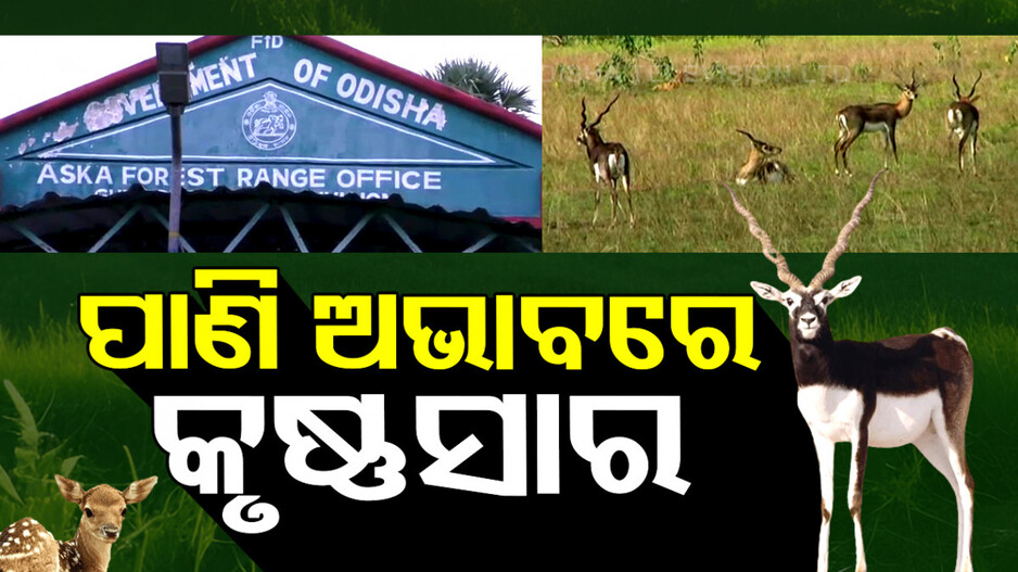 ନା ମିଳୁଛି ପାଣି ନା ଅଛି ଛାଇ