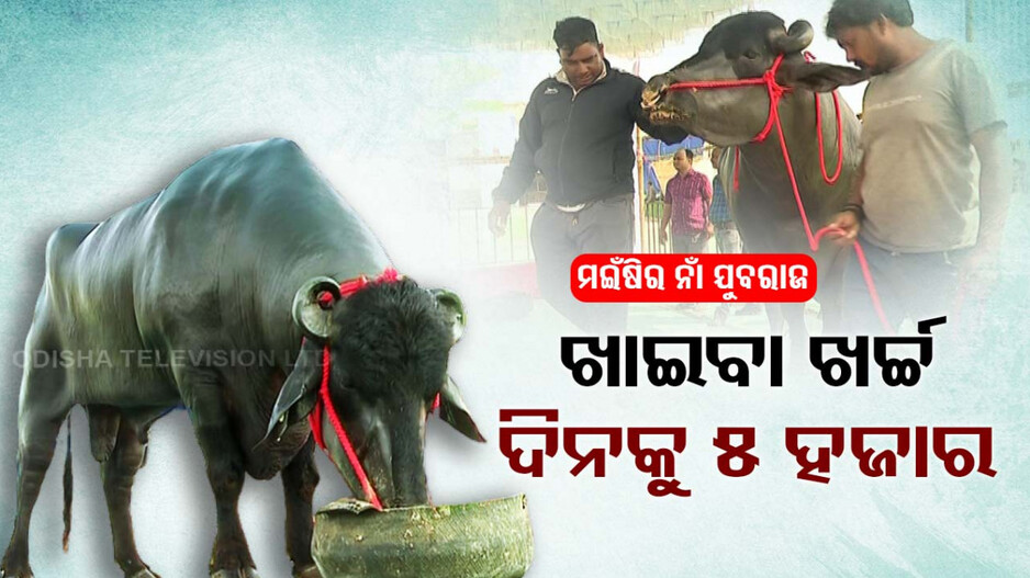 ମଇଁଷିର ନାଁ ଯୁବରାଜ; ବର୍ଷକୁ ରୋଜଗାର ଦେଉଛି ୩୦ ଲକ୍ଷରୁ ଅଧିକ ଟଙ୍କା