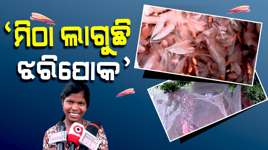 ମିଠା ଲାଗୁଛି ଝରିପୋକ !