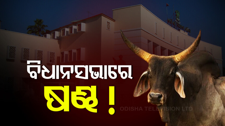 Odisha Assembly: ଜାଣିଛନ୍ତି କି ଓଡ଼ିଶାର କେଉଁ ଜିଲ୍ଲାରେ ଅଛନ୍ତି ସବୁଠୁ ଅଧିକ ଷଣ୍ଢ?
