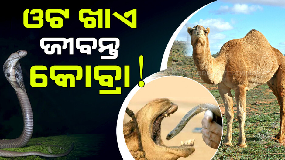 ଓଟ ଖାଏ ଜୀବନ୍ତ କୋବ୍ରା !