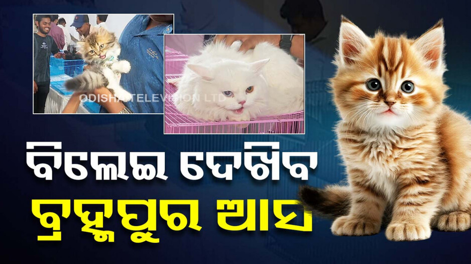ବିଲେଇ ପ୍ରଦର୍ଶନୀ