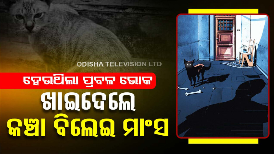 ୫ଦିନ ହେଲା ଭୋକରେ ହେଉଥିଲେ ଆଉଟୁପାଉଟୁ; ଖାଇଦେଲେ ବିଲେଇର କଞ୍ଚା ମାଂସ