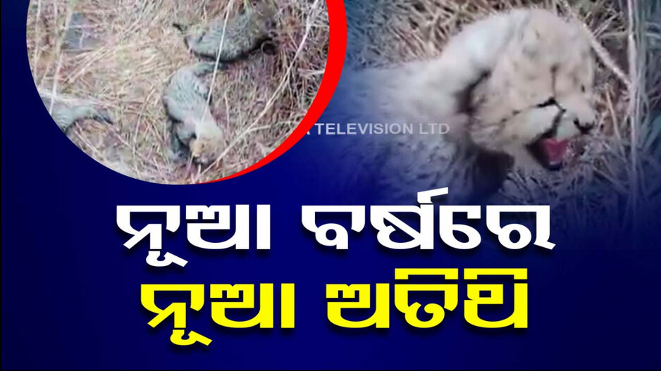 କୁନୋ ଜାତୀୟ ଉଦ୍ୟାନରେ ଜନ୍ମ ନେଲେ ତିନି ଚିତା ବାଘ