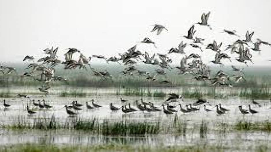 Chilika_birds Chilika_birds