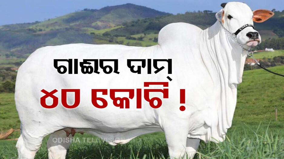 ବିଶ୍ୱର ସବୁଠାରୁ ଦାମୀ ଗାଈ, ଦାମ୍ ଜାଣିଲେ ଉଡ଼ିବ ହୋସ୍...