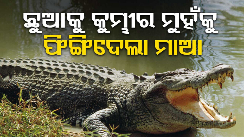 ସ୍ୱାମୀ-ସ୍ତ୍ରୀ ଲାଗିଲେ ଝଗଡ଼ା, କୁନି ଛୁଆକୁ କୁମ୍ଭୀର ମୁହଁକୁ ପକେଇଦେଲା ମାଆ