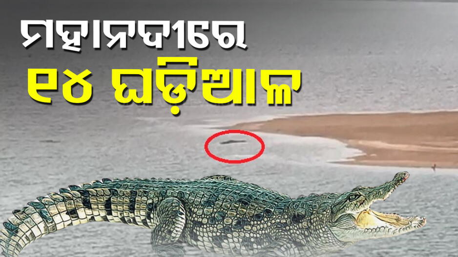 ଭିତର କନିକାରେ ୧୮୫୦ ବଉଳା କୁମ୍ଭୀର, ମହାନଦୀରେ ଅଛନ୍ତି ଘଡ଼ିଆଳ