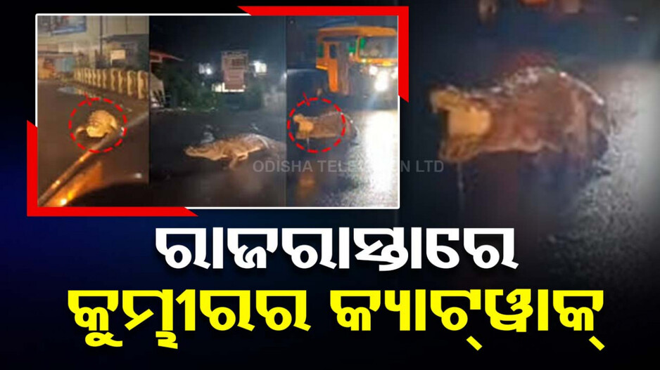 ରାସ୍ତାରେ ପତିଆରା ଜମେଇଛି କୁମ୍ଭୀର, ବେଧଡକ ବୁଲୁଛି; ଦେଖନ୍ତୁ ଭିଡିଓ...