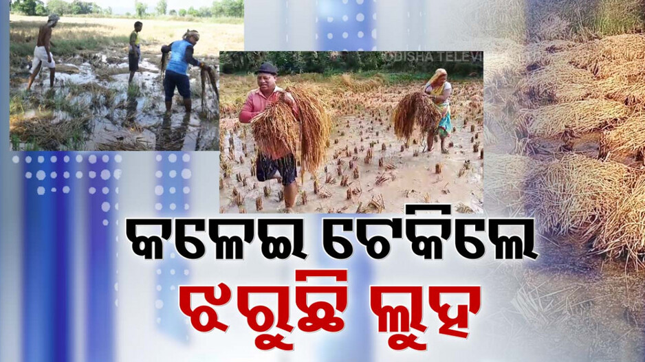 Crop Loss: ଦାଉ ସାଧିଲା ଅଦିନିଆ ବର୍ଷା, ଉଜୁଡ଼ା ଫସଲ ଦେଖି ଅଧା ଓଡ଼ିଶାର ଚାଷୀ ଆଖିରେ ଲୁହ