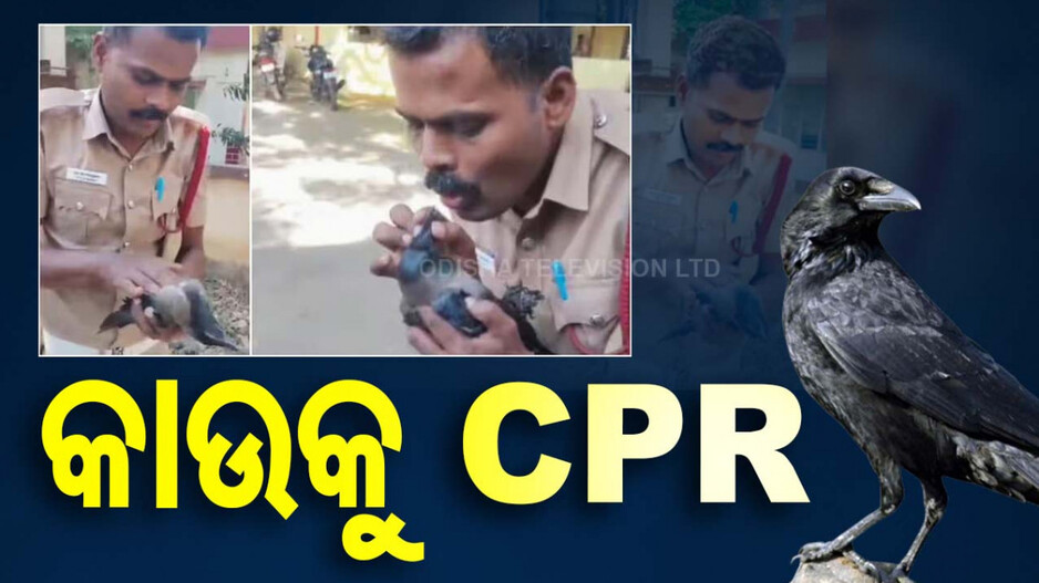 ଅଚେତ କାଉକୁ CPR ଦେଇ ନୂଆ ଜୀବନ ଦେଲେ ଅଗ୍ନିଶମ କର୍ମଚାରୀ ! ଦେଖନ୍ତୁ ଭିଡିଓ