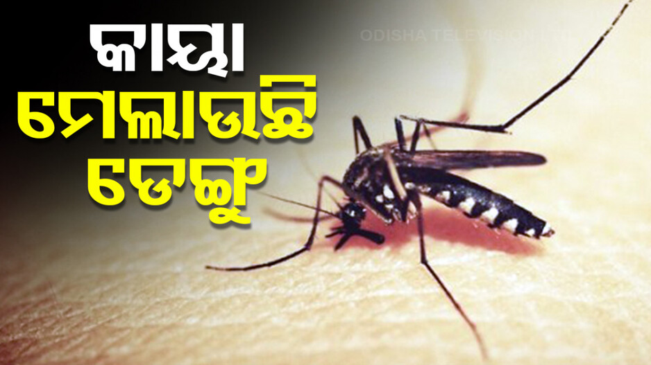 ସୁନ୍ଦରଗଡ଼ରେ ଚିନ୍ତା ବଢାଇଛି ଡେଙ୍ଗୁ, ହଟସ୍ପଟ୍ ପାଲଟିଛି ରାଉରକେଲାର ସେକ୍ଟର-୧୪