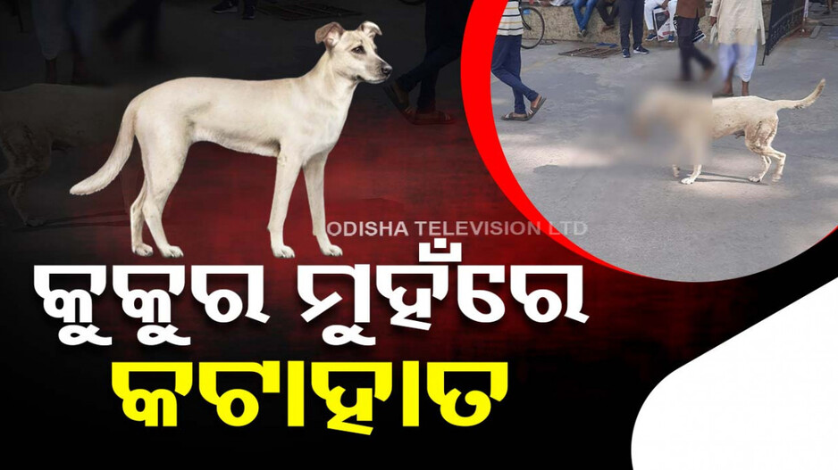 କଟା ହାତ ଧରି ହସ୍ପିଟାଲ ପରିସରରେ ବୁଲିଲା କୁକୁର, ଲୋକେ ଦେଖି ଆଚମ୍ବିତ
