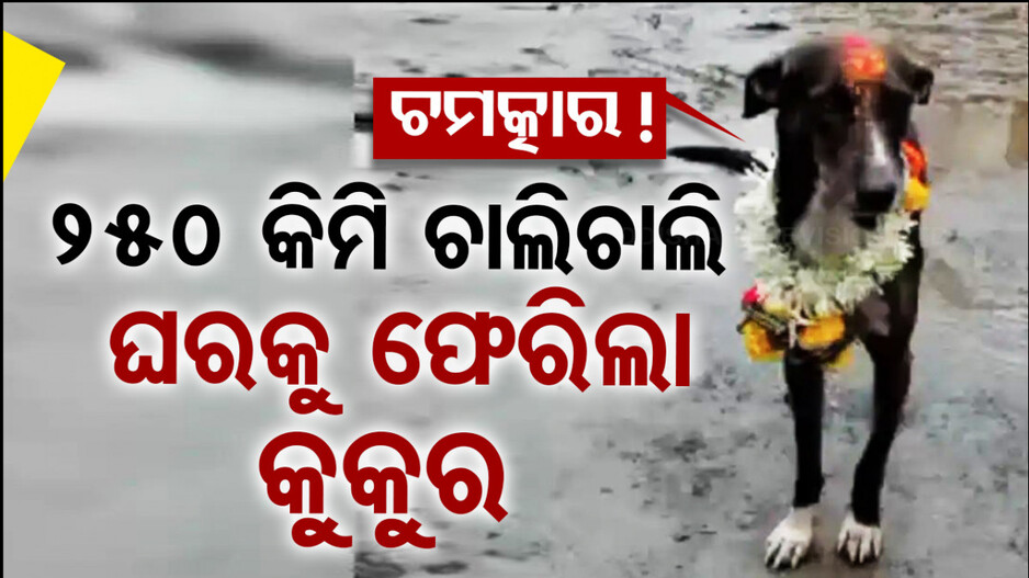 ୨୫୦ କିଲୋମିଟର ଦୂରରୁ ଫେରିଲା ହଜିଲା କୁକୁର, ଗାଁରେ ହେଲା ଭୋଜି ଭାତର ଆସର