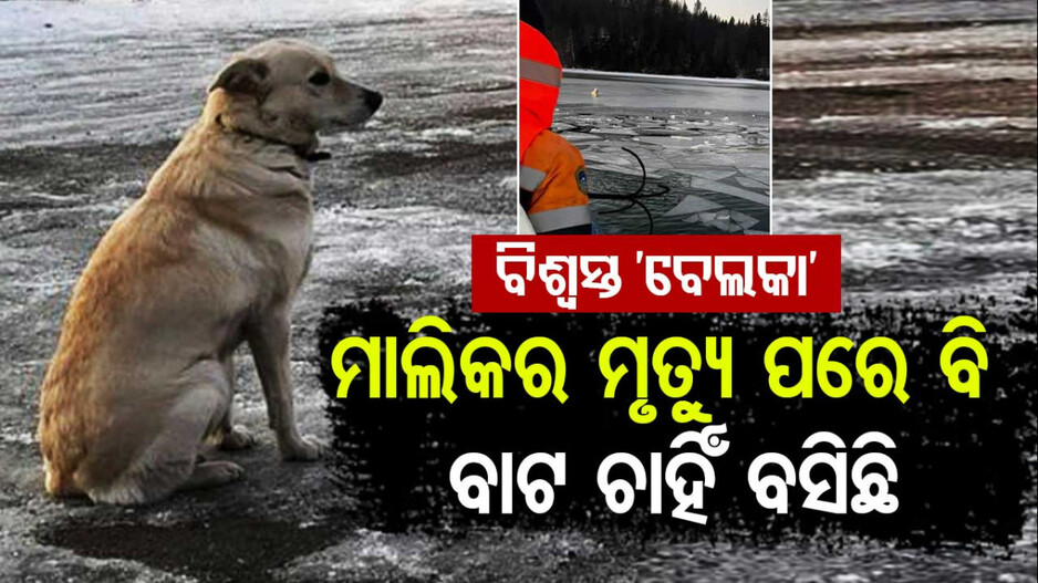 A bond of love: ମାଲିକର ମୃତ୍ୟୁକୁ ବିଶ୍ୱାସ କରିପାରୁନି ପୋଷା କୁକୁର; ବରଫ ଉପରେ ସେମିତି ବସିଛି
