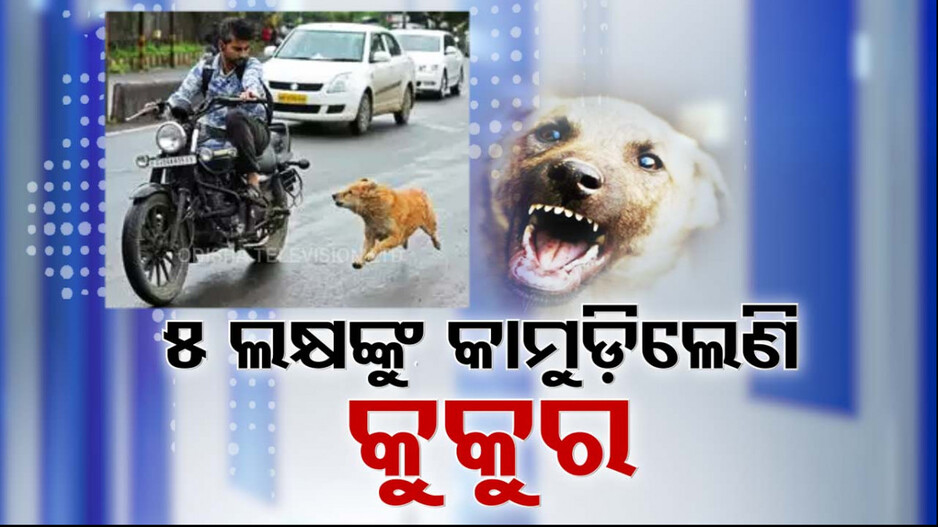 Dog Bite: ରାଜ୍ୟରେ ଅସହ୍ୟ କଲାଣି ବୁଲା କୁକୁରଙ୍କ ଉତ୍ପାତ
