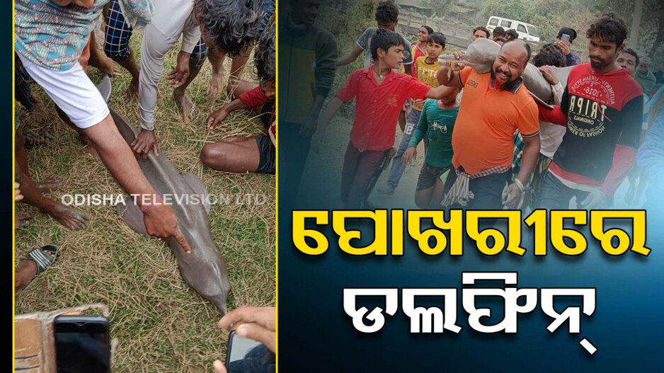 ନଦୀରୁ ମିଳିଲା ଡଲଫିନ୍, ପୋଖରୀରେ ଛାଡ଼ିଲେ ଲୋକେ