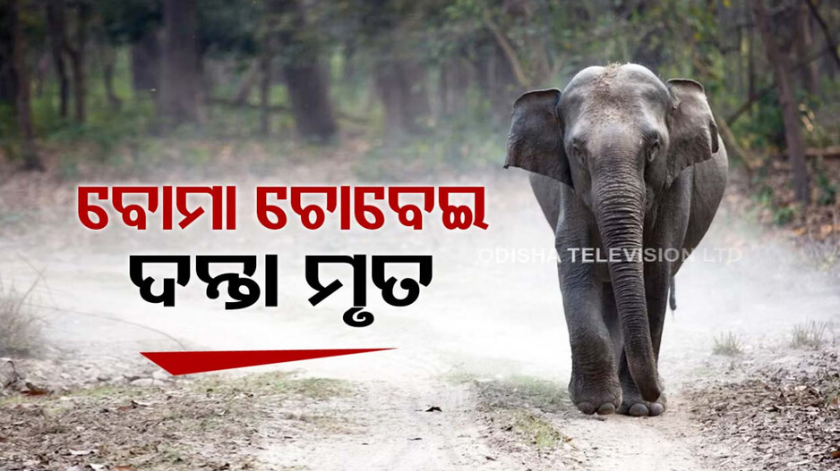 ଜଙ୍ଗଲରେ ପଡ଼ିଥିଲା ବୋମା, ଚୋବାଇ ଦେଲା ଦନ୍ତାହାତୀ...ଚାଲିଗଲା ଜୀବନ