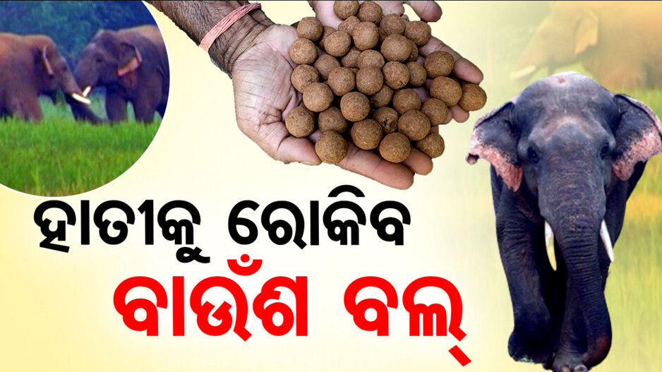 ଜନବସତି ମୁହାଁ ହାତୀକୁ ରୋକିବାରେ ସଞ୍ଜିବନୀ ପାଲଟିବ ବାଉଁଶ ବଲ