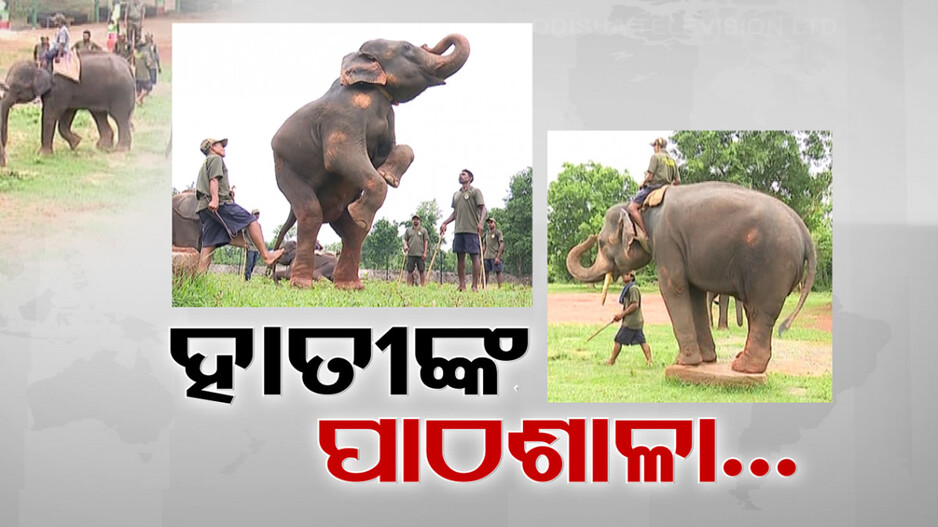 ଚନ୍ଦକା-ଡମପଡ଼ା ଅଭୟାରଣ୍ୟ ଭିତରେ କିଛି ଖାସ୍ ହାତୀଙ୍କୁ ମିଳୁଛି ହାଇଫାଇ ଖାତିରଦାରୀ