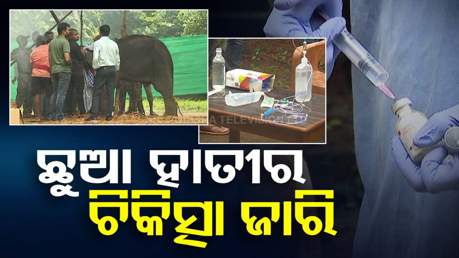 କିଛି ଖାଉନି କୁନୀ ହାତୀ, ଅସୁସ୍ଥ ହାତୀ ଛୁଆକୁ ବଞ୍ଚାଇବାକୁ ଡାକ୍ତରୀ ଟିମଙ୍କ ଉଦ୍ୟମ