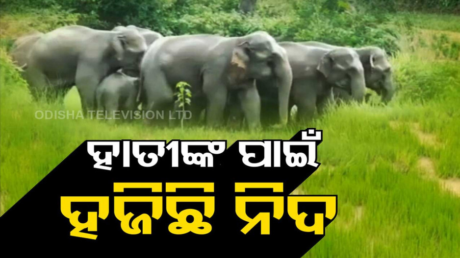 ହାତୀଙ୍କ ଉତ୍ପାତ, ହଜିଛି ଲୋକଙ୍କ ନିଦ ! ସଞ୍ଜ ନଇଁଲେ ଗାଁ ମୁହାଁ ଗଜରାଜ