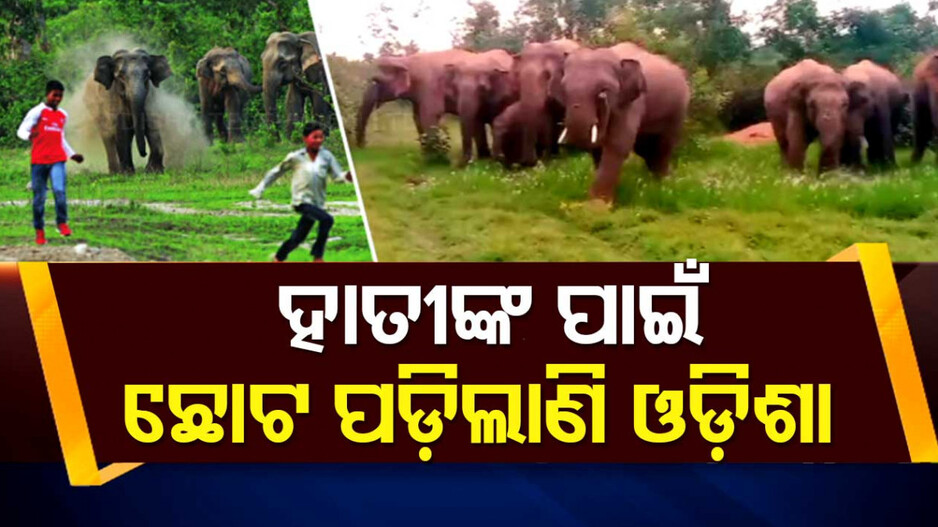 Elephants In Odisha: ଗଜରାଜଙ୍କ ପାଇଁ ନାହିଁ ପର୍ଯ୍ୟାପ୍ତ ଜାଗା, ଓଡ଼ିଶା ଜଙ୍ଗଲରେ କ୍ଷମତାଠାରୁ ଅଧିକ