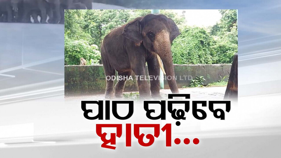 ହାତୀ ପଢ଼ିବେ ପାଠ ! ନେବେ କୁମକି ତାଲିମ