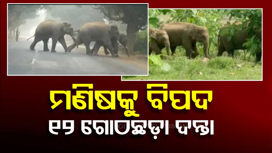 ଗୋଠଛଡ଼ା ଦନ୍ତା ଲୋକଙ୍କ ପାଇଁ ବିପଦ, ସୁଧାର କେନ୍ଦ୍ରକୁ ନେଇ ସୁଧାରିବେ ବିଶେଷଜ୍ଞ