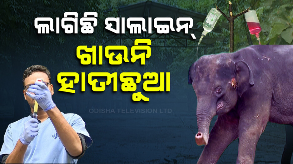 ଲାଗିଛି ସାଲାଇନ୍, କିଛି ଖାଉନି ହାତୀଛୁଆ