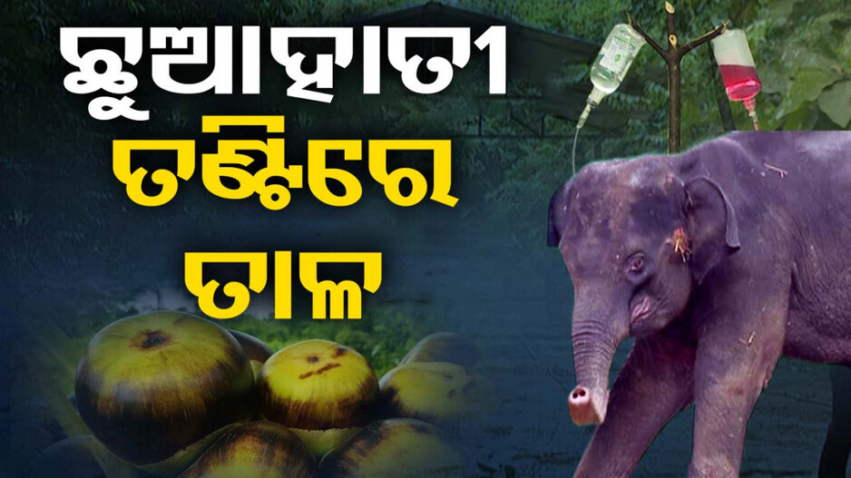 ତଣ୍ଟିରେ ଲାଗିଗଲା ତାଳ, ନଖାଇ ନଖାଇ ମରିଗଲା ହାତୀଛୁଆ