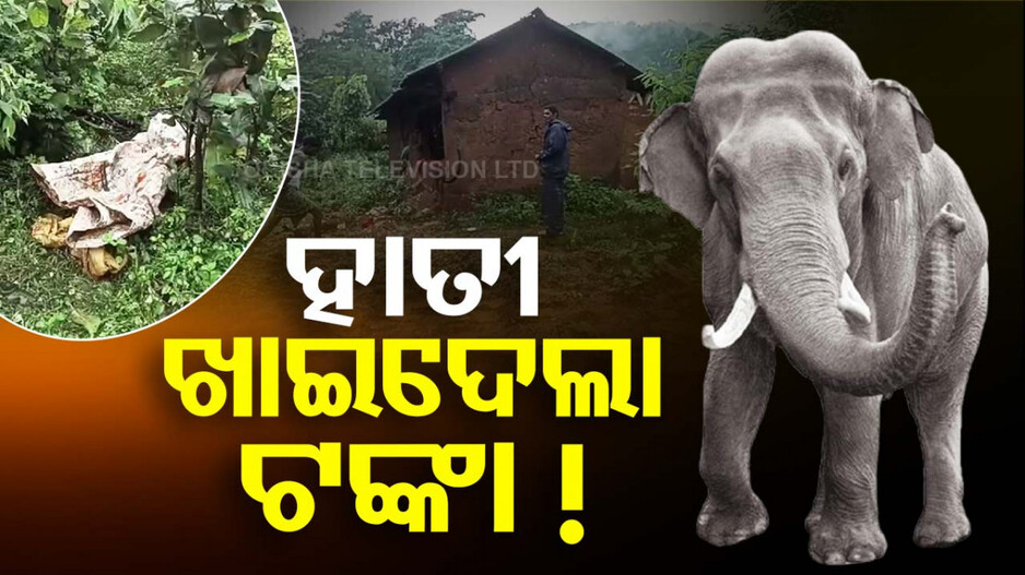 କେନ୍ଦୁଝରରେ ହାତୀ ଉପଦ୍ରବ, ଧାନ ସହ ଖାଇଦେଲେ ୧୦ ହଜାର ଟଙ୍କା !