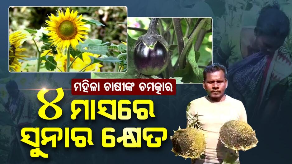 ମହିଳା ଚାଷୀଙ୍କ ଚମତ୍କାର, ବିନା ସରକାରୀ ସହାୟତାରେ କ୍ଷେତରେ ଫଳାଇଲେ ସୁନାର ଫସଲ