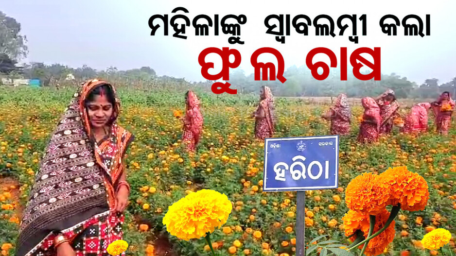 ୪୦ ପରିବାର ମୁହଁରେ ହସ ଫୁଟାଇଲା ଗେଣ୍ଡୁ ଫୁଲ