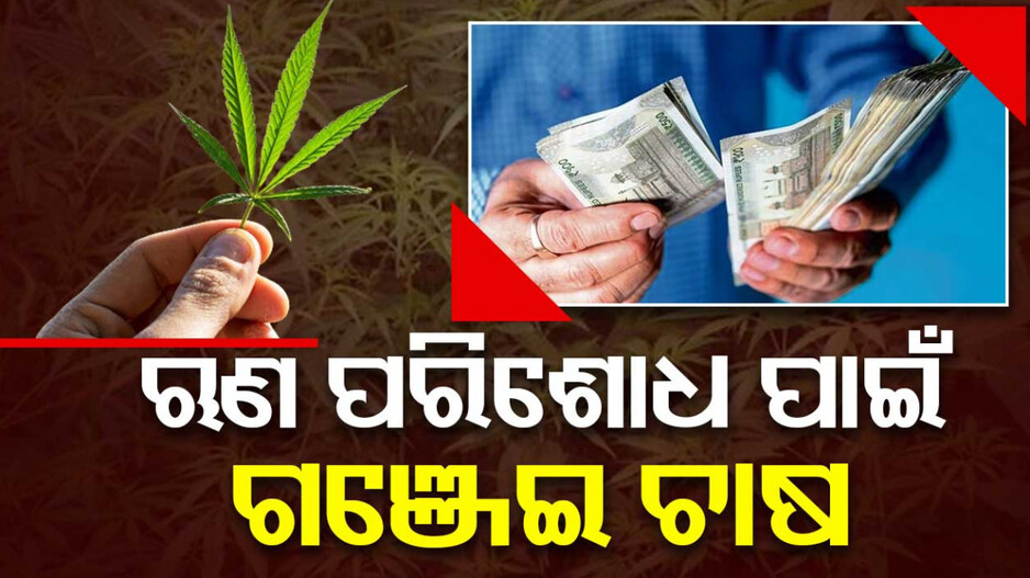 ମାନିବାକୁ ପଡ଼ିବ ସାହସ; କରଜ ଶୁଝିବାକୁ ଗଞ୍ଜେଇ ଚାଷ